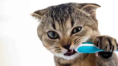 Pet-Dental-Care-for-Strong-Teeth