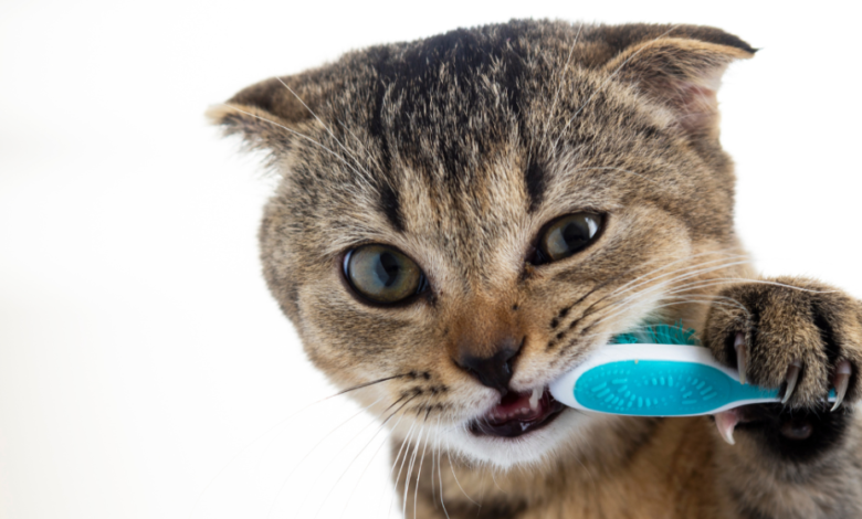 Pet-Dental-Care-for-Strong-Teeth