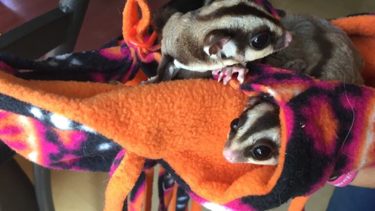 Sugar Gliders For Sale